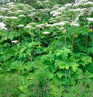 Giant Hogweed