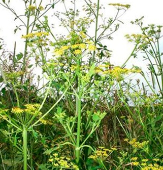 Wild Parsnip